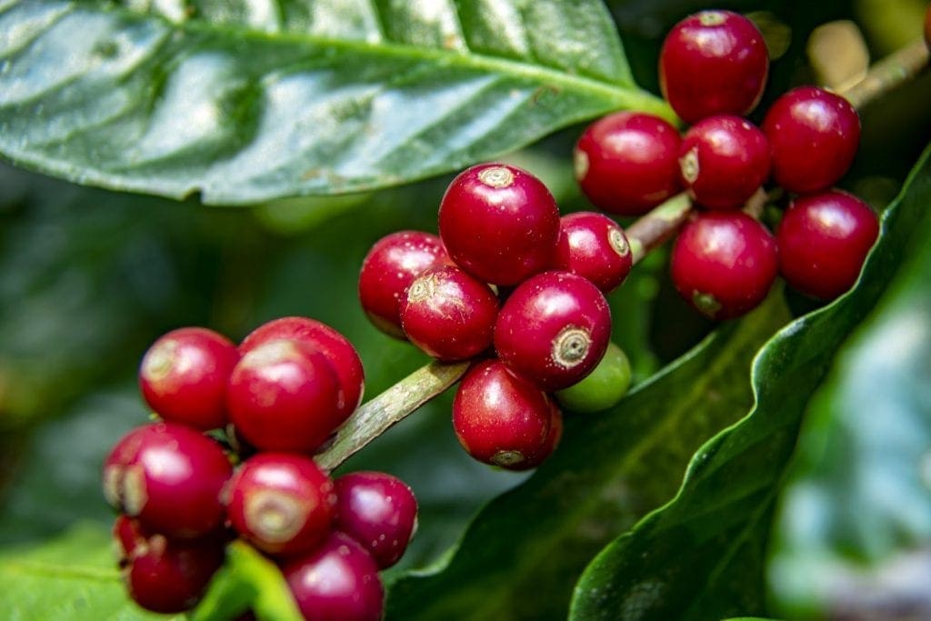 Coffea Arabica : 재배, 가공 및 아침에 카페인이 함유 된 맛을 전달합니다.