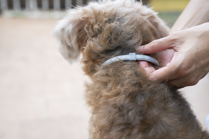 El diclorvos es un ingrediente activo en algunos collares antipulgas para mascotas.