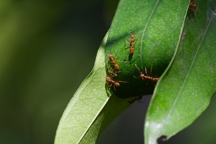 All uses of Heptachlor have been canceled, except when used for the purpose of controlling fire ants in specific situations