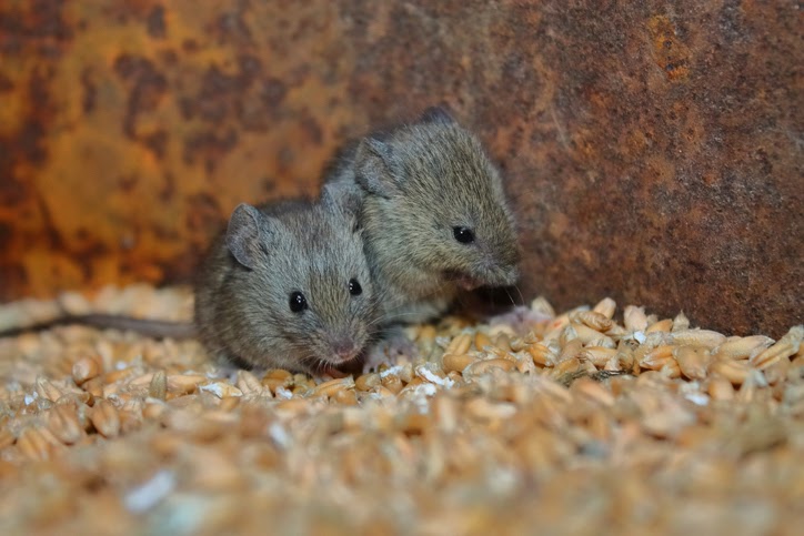 Bromadiolone, sıçan ve fare popülasyonlarını kontrol etmede oldukça etkilidir.