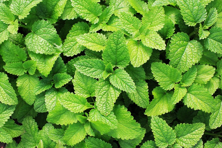 Le menthol peut être dérivé de la menthe poivrée et d'autres plantes de menthe