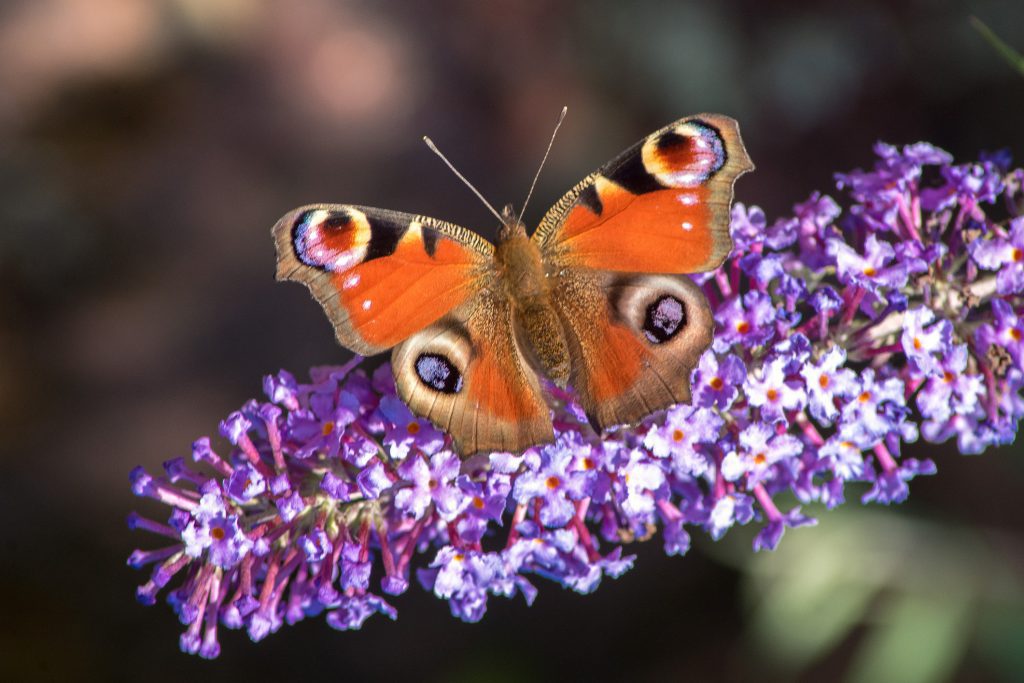 As borboletas vêm em uma ampla gama de cores e tamanhos.