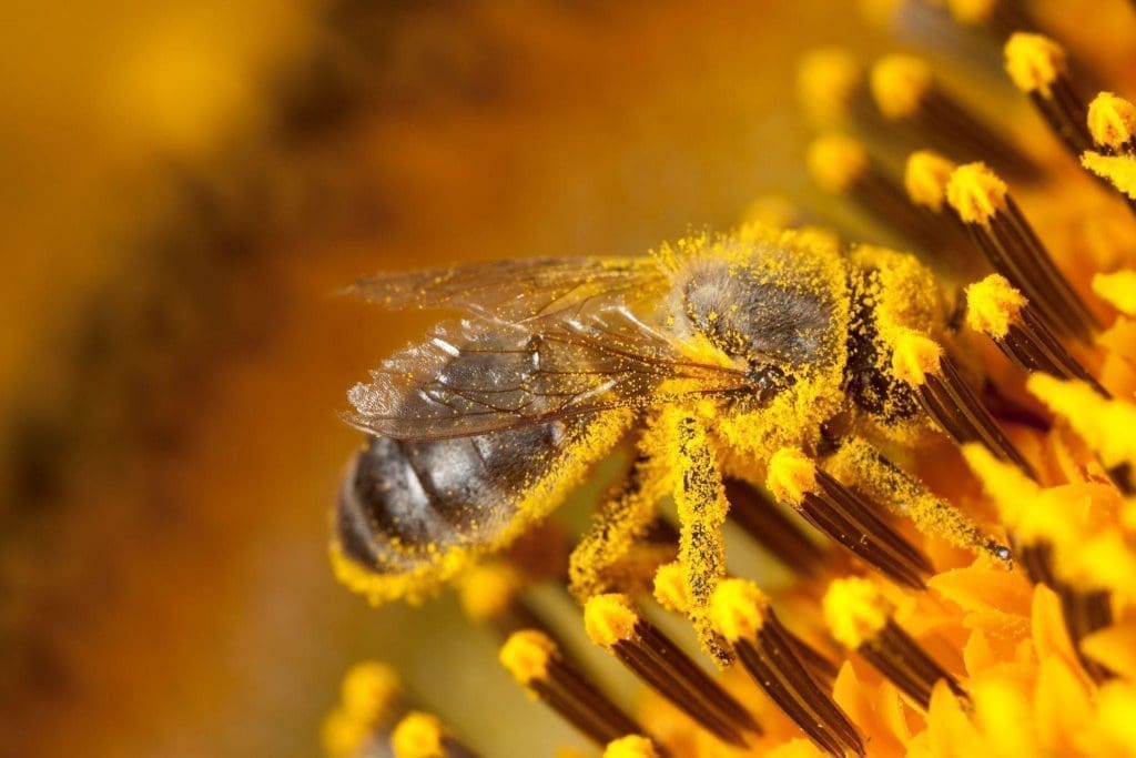 Cada flor dará como resultado una miel con un sabor, color y textura específicos.