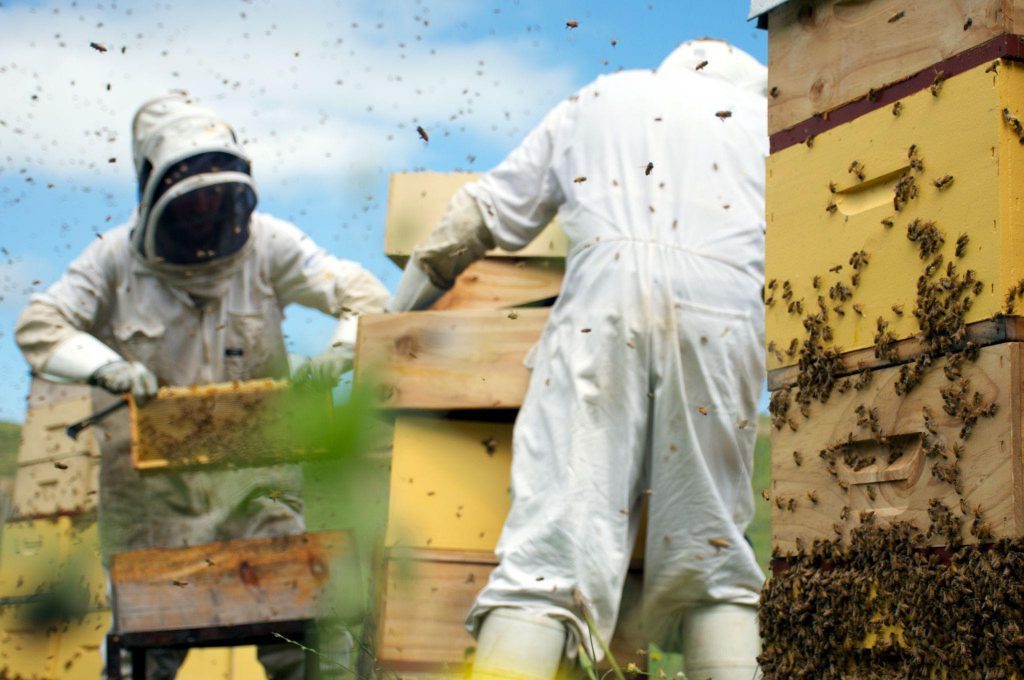 Biavlere bærer beskyttelsesdragter, herunder hatte og ansigtsmasker eller slør, når de ekstraherer honning fra en bikube.