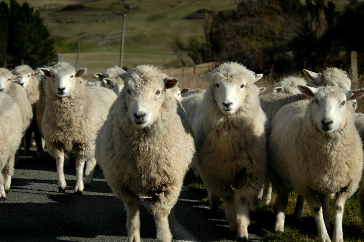La lanolina puede representar hasta un 25% del peso de la lana.