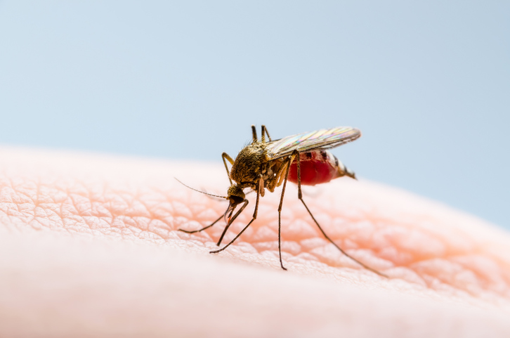 मलेरिया के इलाज के रूप में कुनैन का उपयोग जारी है, इसकी खोज के सैकड़ों वर्षों बाद भी