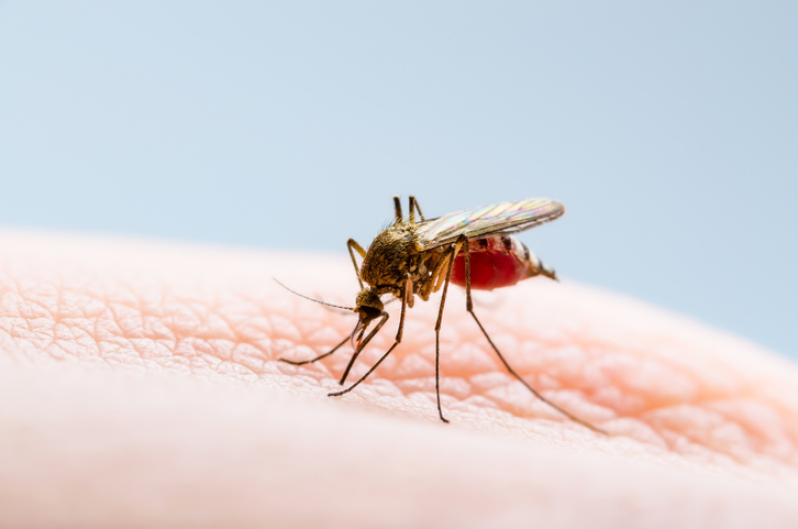 Quinine continues to be used as a treatment for malaria, hundreds of years since its discovery 