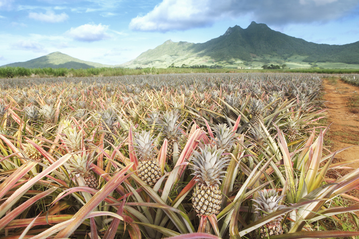 Um dos poucos usos do toxafeno que ainda é permitido é como pesticida para plantações de abacaxi (em Porto Rico).