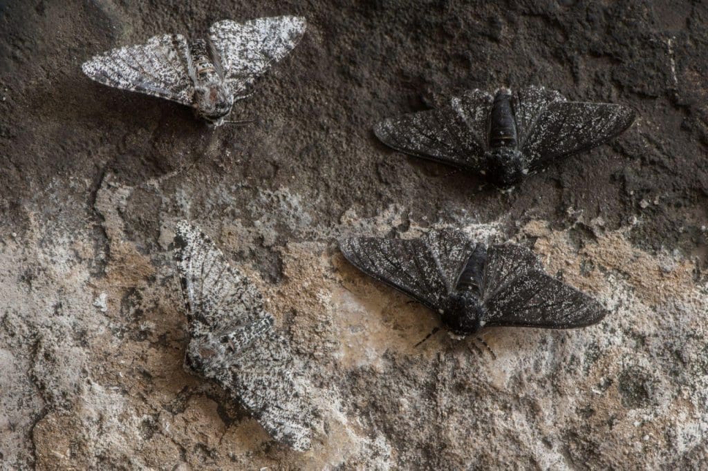 Mariposas pretas ou brancas podem camuflar de forma mais eficaz, dependendo da superfície.
