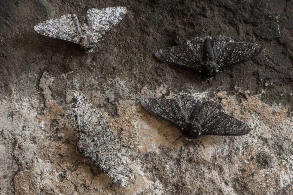 Les mites poivrées noires ou blanches peuvent se camoufler plus efficacement selon la surface.