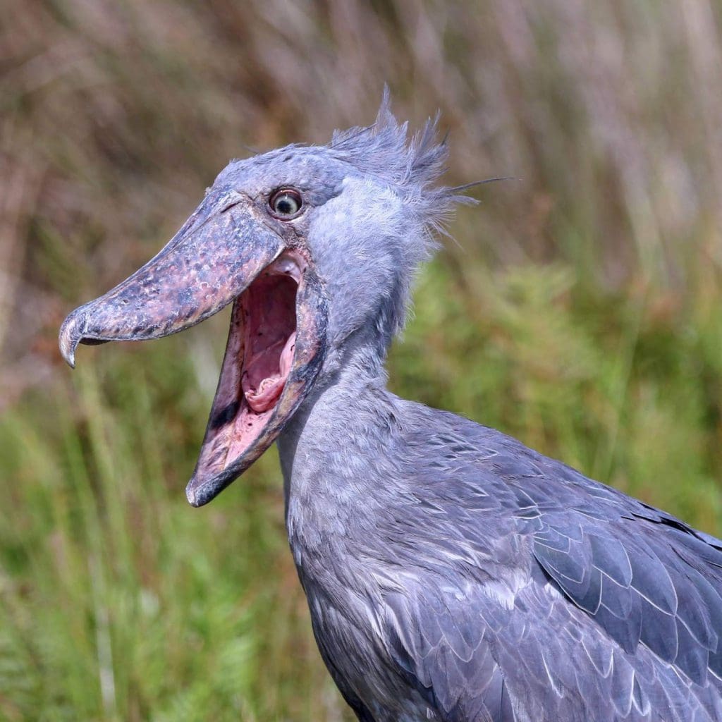 Shoebill biasanya tenang, tetapi ketika mencari pasangan, mereka mengeluarkan suara gemerincing yang keras.