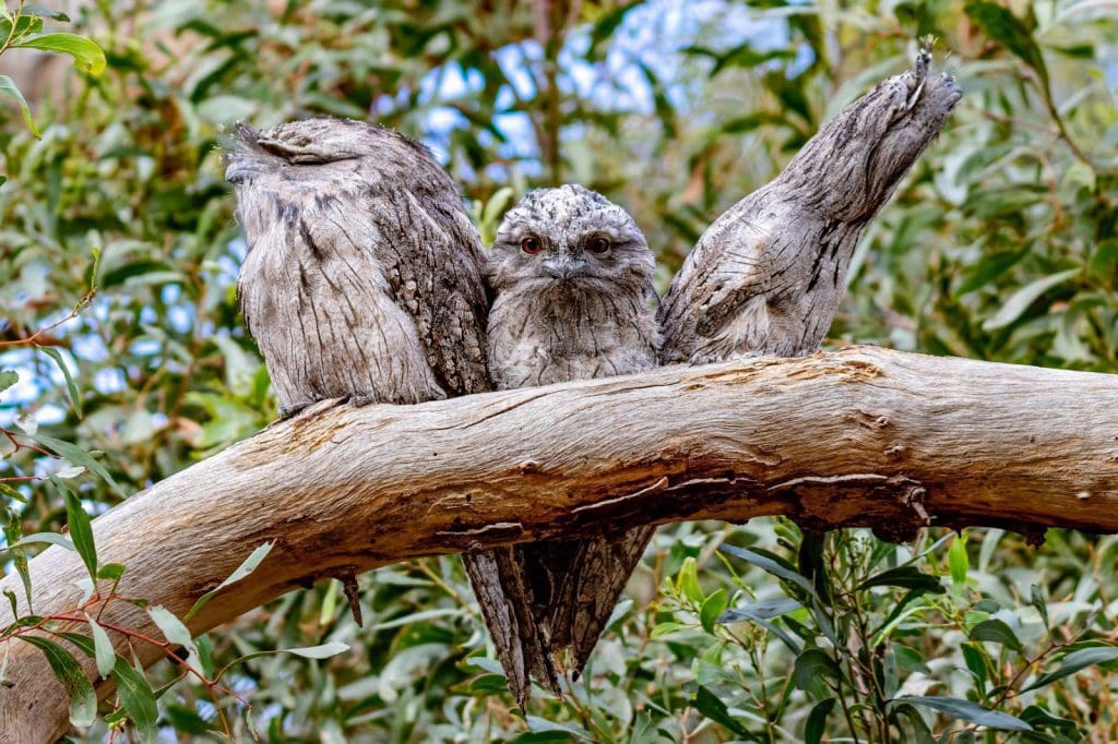 Tawny Frogmouths fügen sich sehr gut in ihren Lebensraum ein.