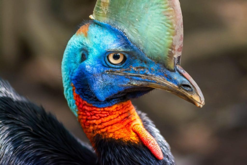 Το Cassowaries ζει σε παραλίες, τροπικά δάση, βάλτους και δάση.