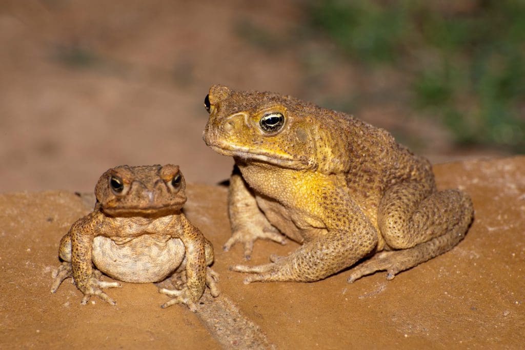 大人のヒキガエルと赤ちゃんのヒキガエルは少し異なって見えますが、どちらも目にキラキラしています！