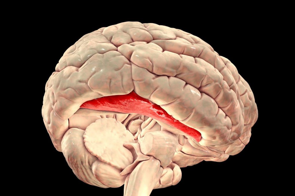 En synæstets hjerne vil se anderledes ud end en ikke-synæstets hjerne