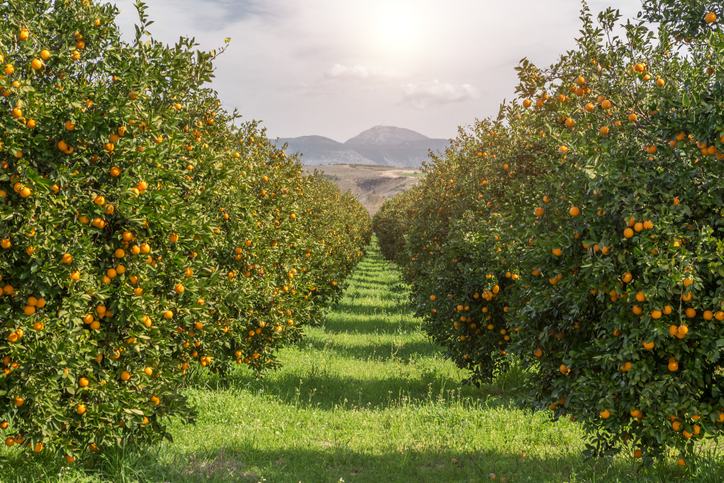 Regulation surrounding the substance varies from country to country, but as of 2022, The U.S. EPA has banned chlorpyrifos on all food products.        