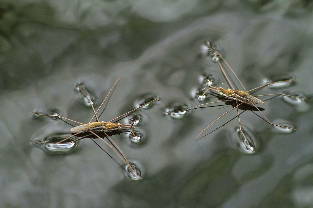 Kromě síly povrchového napětí mají vodní strideri na nohou také tisíce drobných chloupků, které zachycují vzduch a zvyšují odolnost proti vodě.