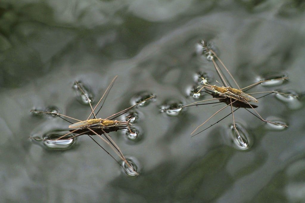 Sebagai tambahan kepada kuasa tegangan permukaan, water striders juga mempunyai beribu-ribu bulu kecil di kaki mereka untuk memerangkap udara dan meningkatkan rintangan air.