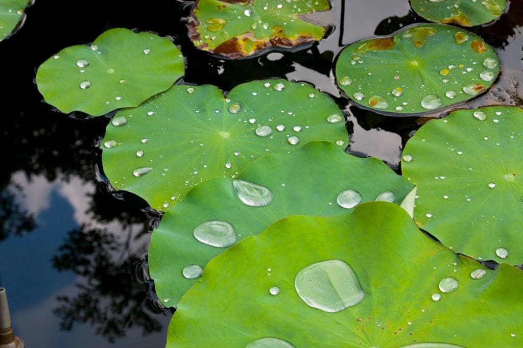 O efeito lótus influenciou o desenvolvimento da biomimética de outras superfícies para serem ultra-hidrofóbicas, autolimpantes e antiaderentes, como PTFE – o revestimento em panelas de Teflon.