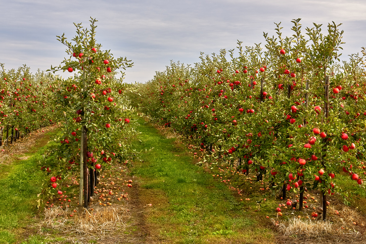 Simazine controls weeds around apple trees and many other crops 