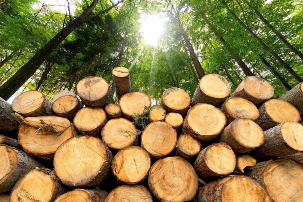 A biomassa residual da fabricação de papel tem o potencial de reforçar processos industriais sustentáveis.